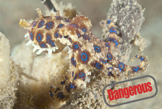 blue ringed octopus