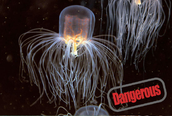 box jellyfish