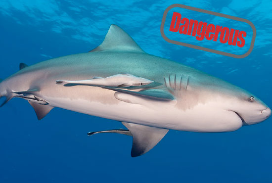 The Most Dangerous creatures in the Ocean - Bull Shark