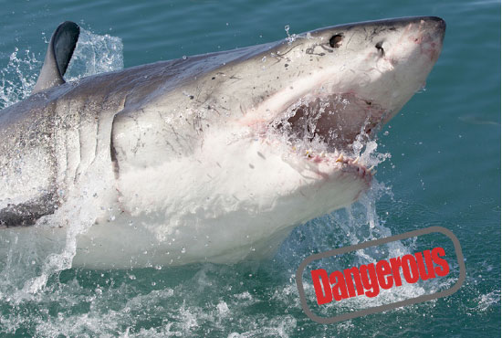The Most Dangerous creatures in the Ocean - Great White Shark