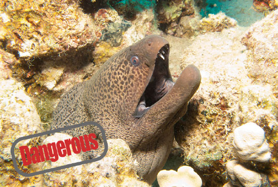 moray eel