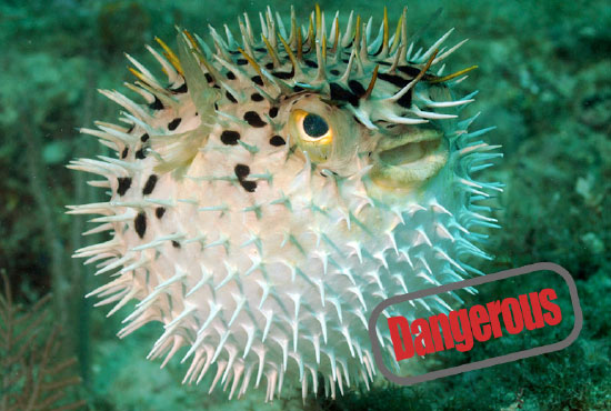 puffer fish