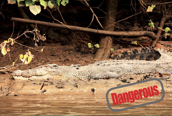 salt water crocodile