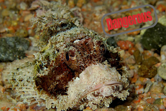 scorpion fish