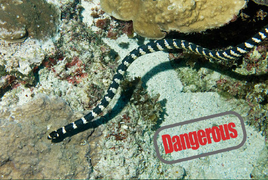 sea snake