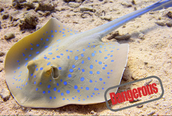 sting ray