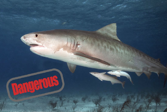 The Most Dangerous creatures in the Ocean - Tiger Shark