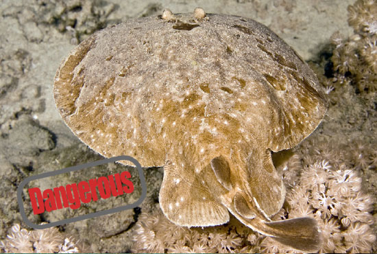 atlantic torpedo ray