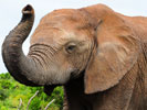 african elephant