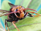 asian hornet