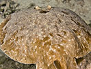 atlantic torpedo ray