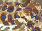 blue ringed octopus