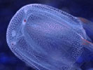 box jellyfish