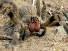 brazillian wandering spider