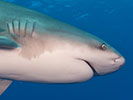 bull shark