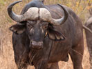 cape buffalo