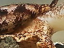 textile cone snail