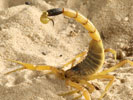 death stalker scorpion