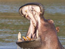 hippopotamus