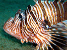 lion fish