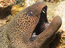 moray eel