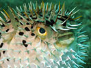 puffer fish