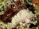 scorpion fish