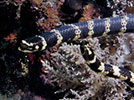 sea snake