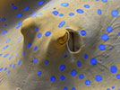 sting ray