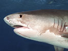 tiger_shark