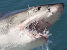 Great White Shark