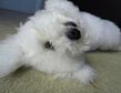 Bichon 1