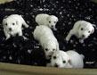 Bichon 11