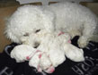 Bichon 13