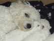 Bichon 16