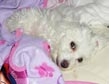 Bichon 18