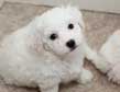 Bichon 19