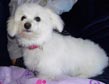 Bichon 22