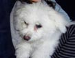 Bichon 23