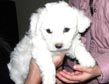 Bichon 29