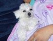 Bichon 30