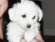 Bichon 31