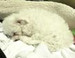 Bichon 33