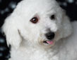 Bichon 36