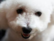 Bichon 36