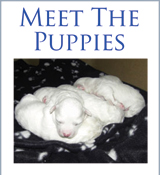 meet the puppies