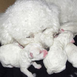 Bichon Nursing