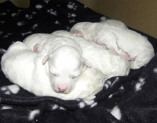 7 day old bichon puppy