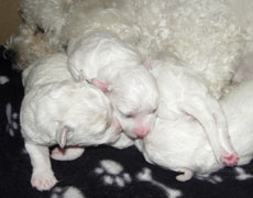 7 day old bichon puppy