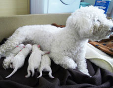 bichon puppy